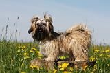 SHIH TZU 302
